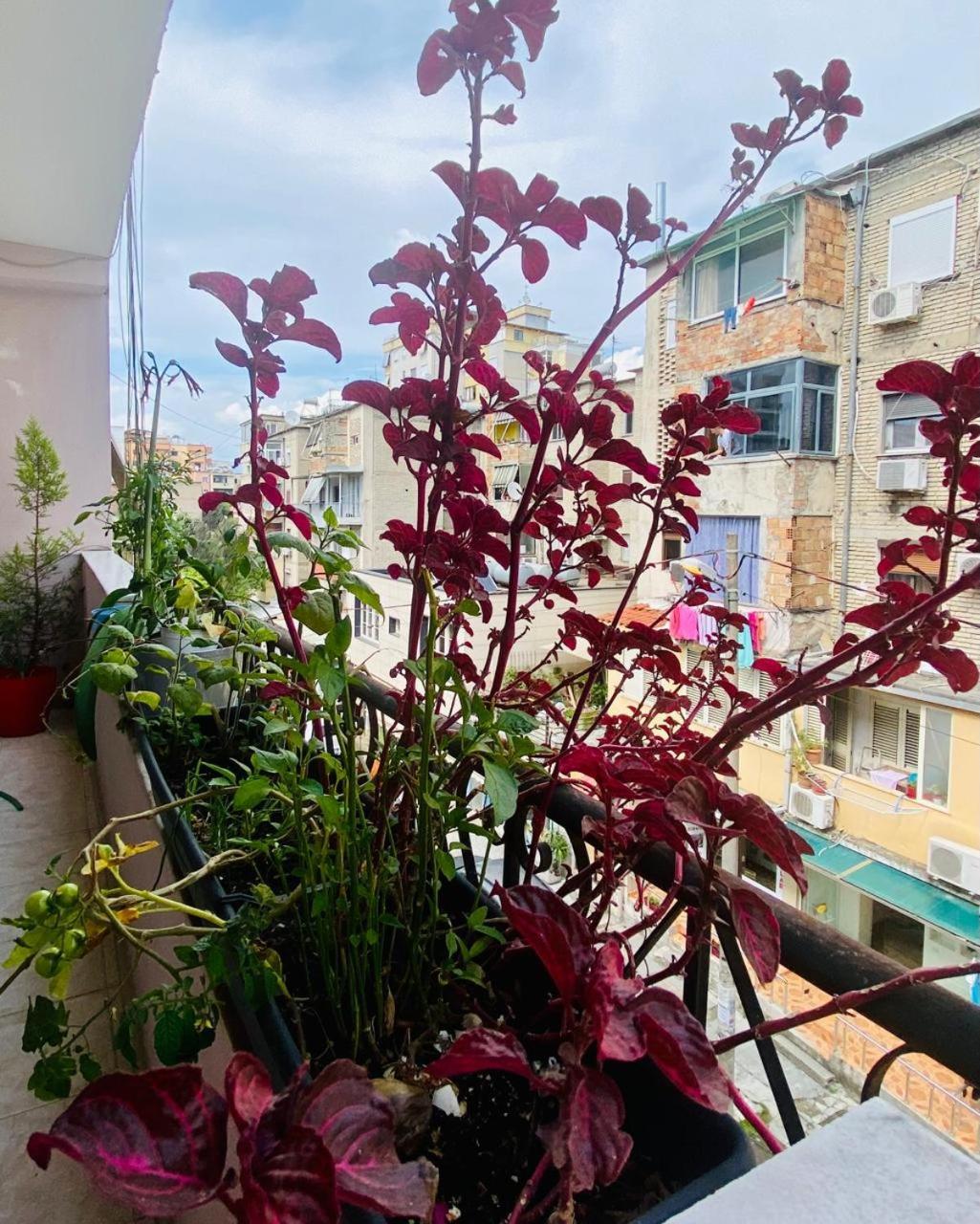 Apartment Tiranë Luaran gambar
